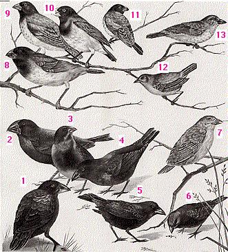 _images/finches.jpg