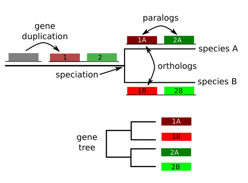 Gene families and phylogenies