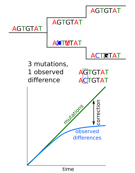 Mutations vs observed changes