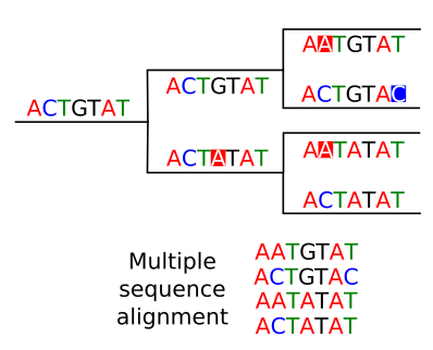 Phylogeny and MSA