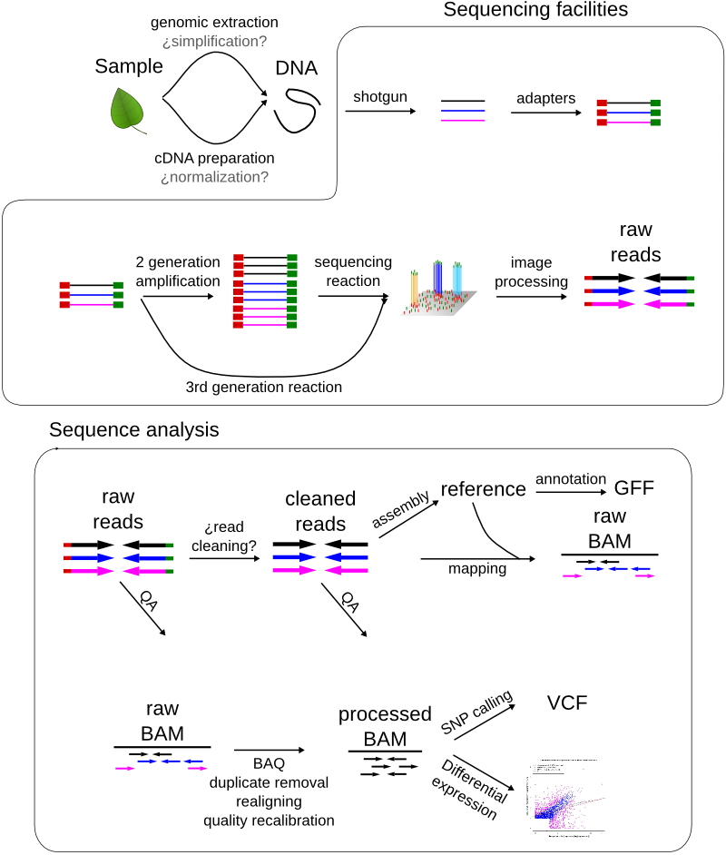 ngs sequence analysis